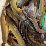 5.ปลาดุกไทย05