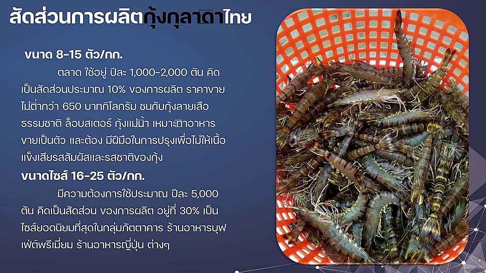 6.กุ้งดำ06
