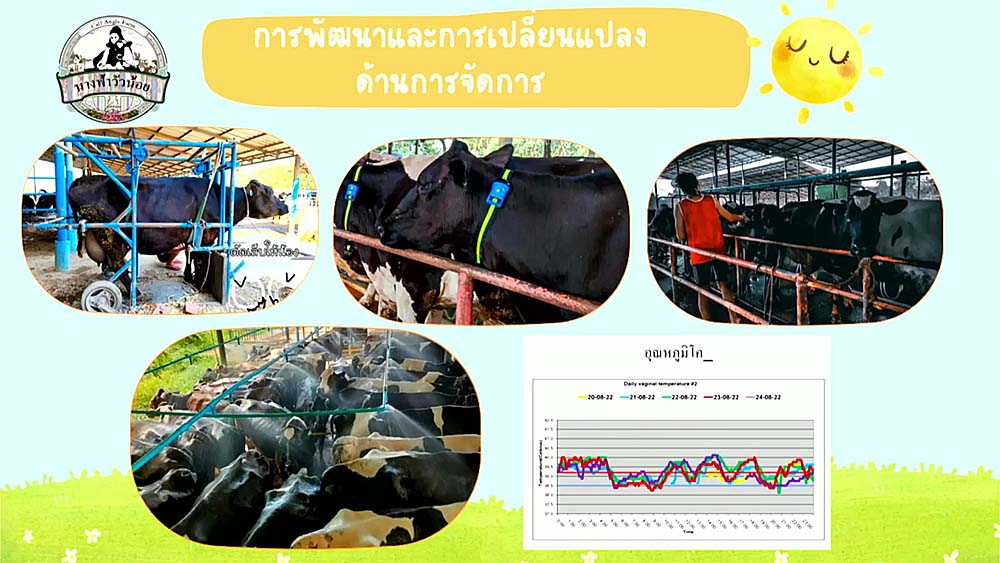 7.โคนม07