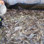 8.ปลาดุกไทย08