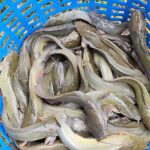 9.ปลาดุกไทย09