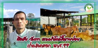 ปกคลิปโคเนื้อเชิดชัย วันทา