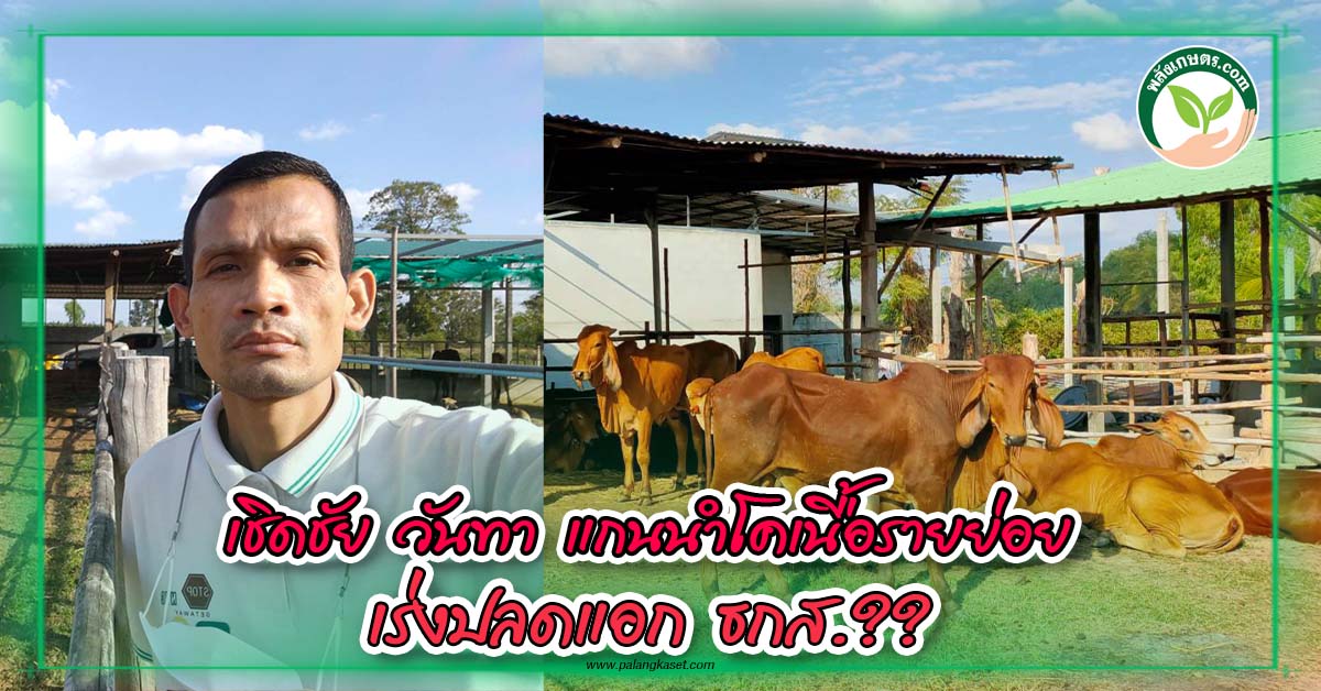 ปกคลิปโคเนื้อเชิดชัย วันทา