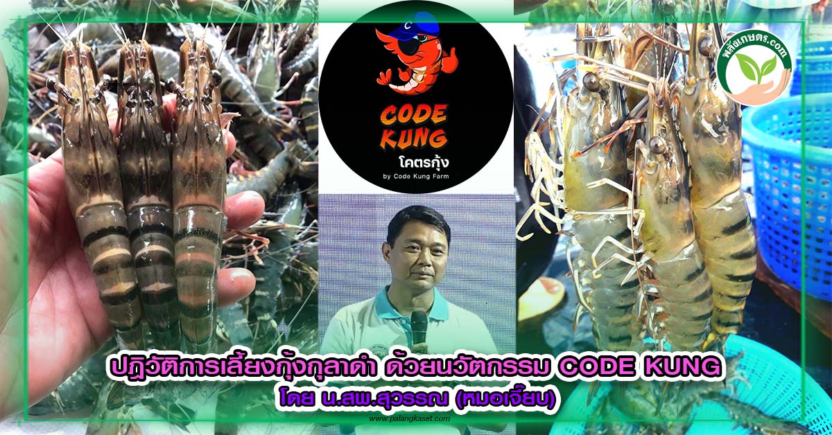 ปกเลี้ยงกุ้งกุลาดำด้วยนวัตกรรม Code Kung copy 2