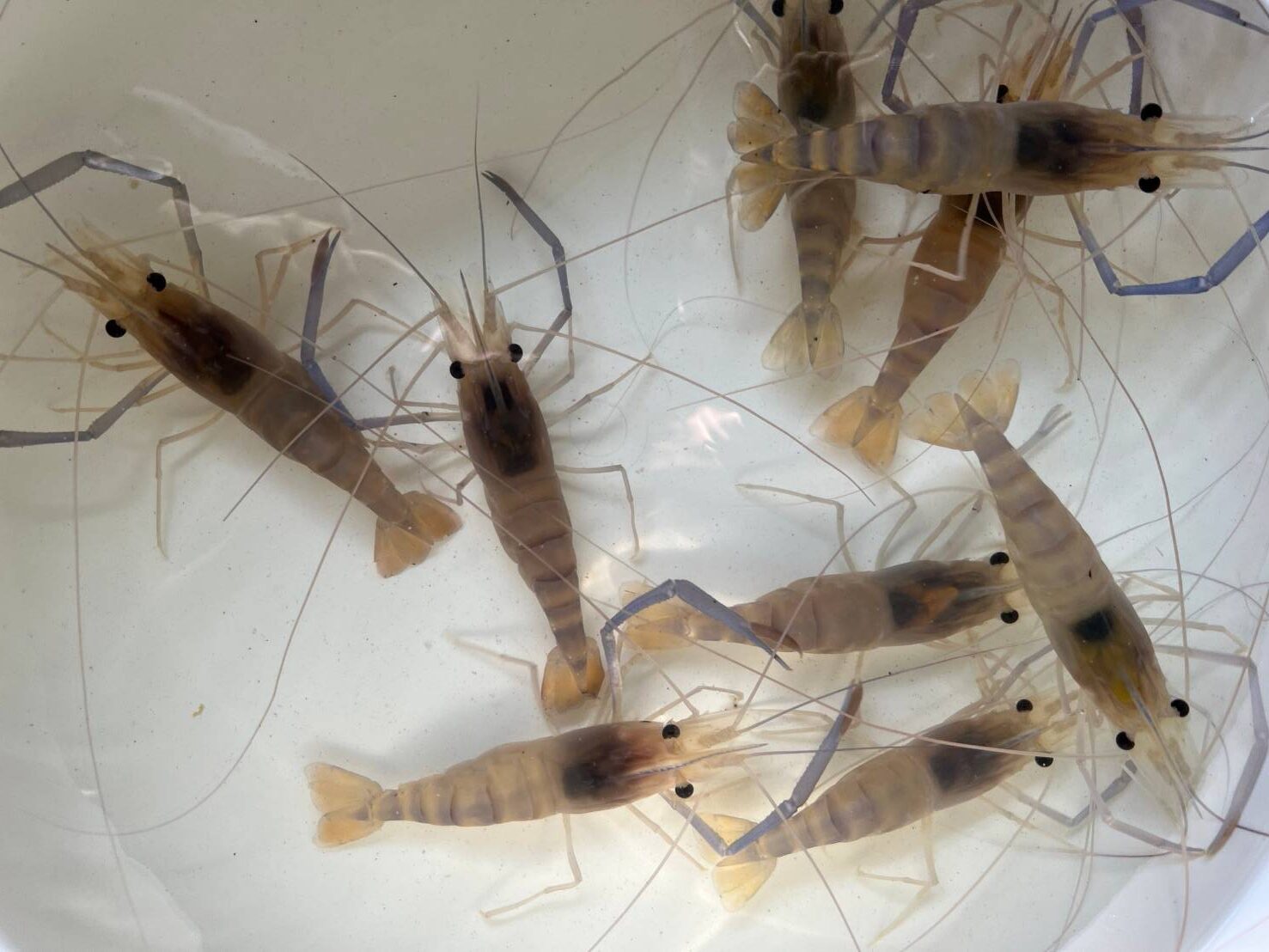 กุ้งก้ามกราม-07