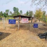 คอกไก่งวงเลี้ยงแบบปล่อยอิสระ