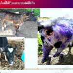 หมอแม๊ก (14)