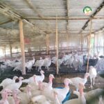 ไก่งวงพันธุ์ขาวหนองบัวลำภู