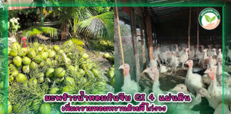 ปกมะพร้าวน้ำหอมก้นจีบ GI 4 แผ่นดิน