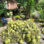 มะพร้าวก้นจีบ