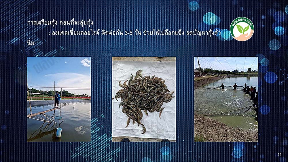 ขนาดกุ้ง