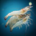 กุ้งขาว แวนนาไม03