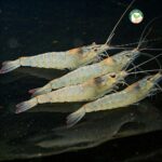 กุ้งขาวแวนนาไม อ.วินิจ-01