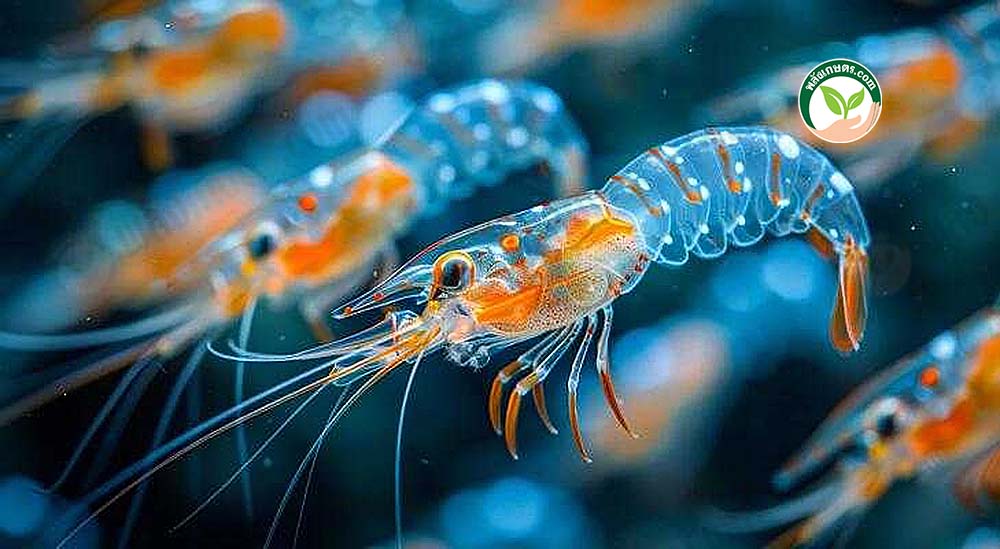 กุ้งสายพันธุ์บลูชริมพ์อ.วินิจ