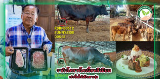ปกวากิวโคราช