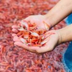 ลูกพันธุ์ปลาทับทิมเพชร กรเกียรติฟาร์ม