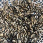 ลูกพันธ์ปลานิลสีนิล กรเกียรติฟาร์ม