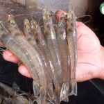 ลูกกุ้งขาว