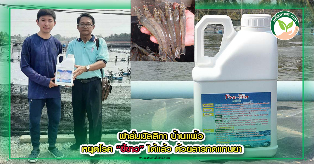 ปกหมอณัชพล copy