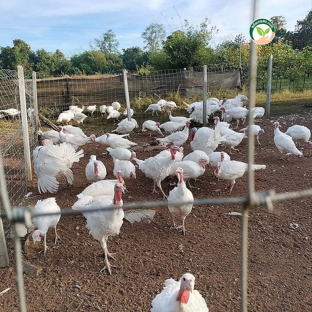 ไก่งวง 3