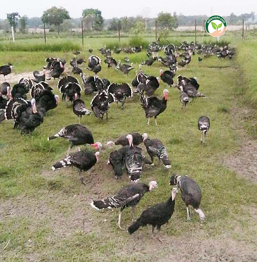 ไก่งวงปล่อยอิสระ
