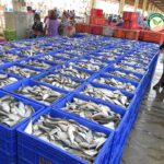 ปลาสดจากแพปลา