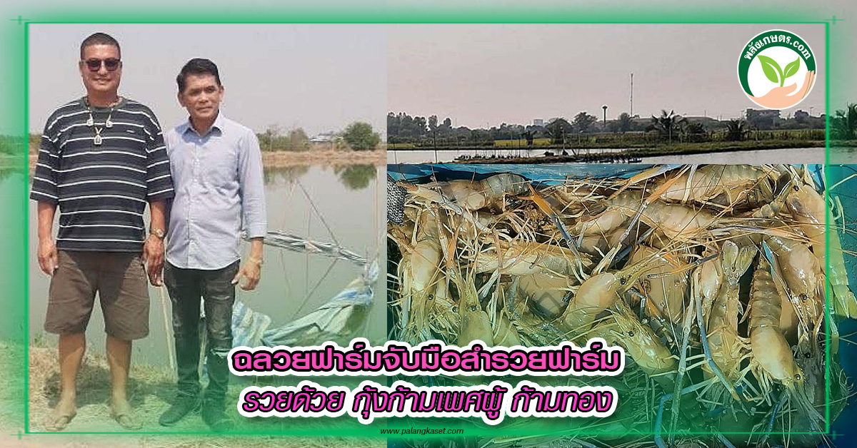 ปกเว็ปฉลวยฟาร์ม จับมือสำรวยฟาร์ม