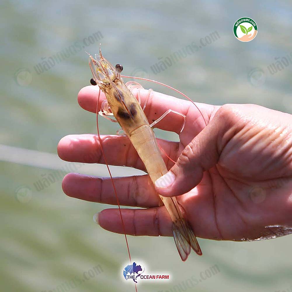 ลักษณะกุ้งของดิโอเชี่ยนฟาร์ม