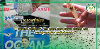 ปกเว๊ปแผนการผลิตลูกกุ้งดิโอเชี่ยนฮีโร่
