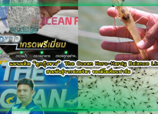 ปกเว๊ปแผนการผลิตลูกกุ้งดิโอเชี่ยนฮีโร่