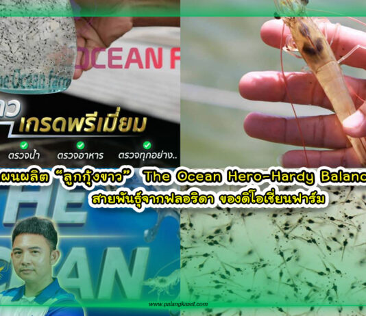 ปกเว๊ปแผนการผลิตลูกกุ้งดิโอเชี่ยนฮีโร่