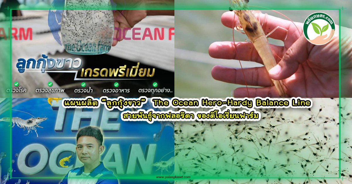 ปกเว๊ปแผนการผลิตลูกกุ้งดิโอเชี่ยนฮีโร่